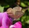 328765 – Photo : THIERRY MUNIER – France (80)